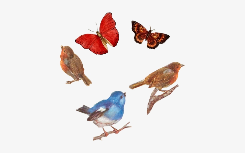 Birds And Butterflies Tuckdb Org - Butterfly, transparent png #414640