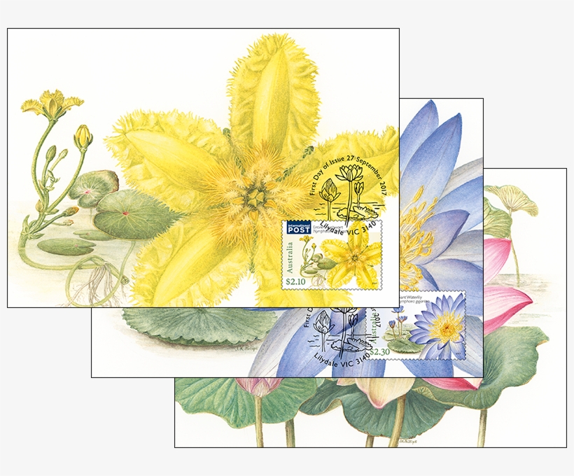 Set Of Three Water Plants Maxicards, transparent png #415595
