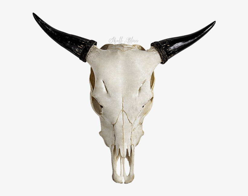Carved Cow Skull - Cattle, transparent png #415751