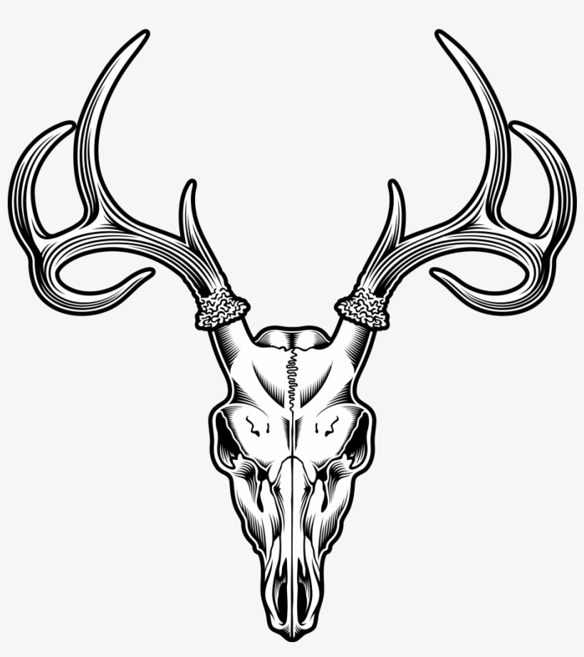 Deer Skull Drawing Illustration - Deer Skull Vector Png, transparent png #416086
