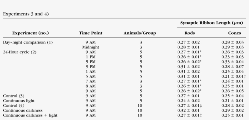 Synaptic Ribbon Profile Length In Rods And Cones From - Photoreceptor Cell, transparent png #418000