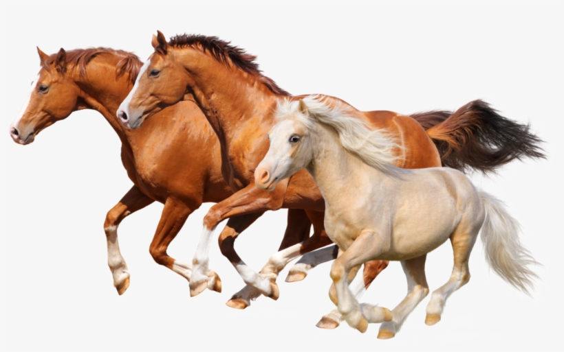 Horses Galloping - Let's Learn About...horses! By Cheryl Shireman, transparent png #418888
