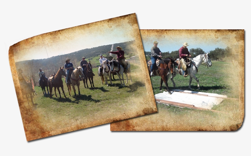 Specializing In Trail Riding And Competitive Ranch - Horse Training, transparent png #418919
