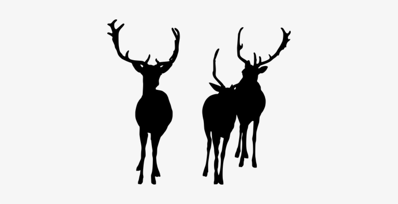 Deer, Herd, Wildlife, Silhouette, Mammal - Deer, transparent png #418967