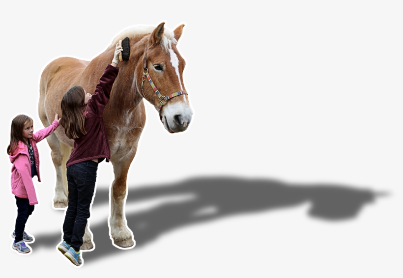 Horse And Handler - Girl Tube With Horse Transparent, transparent png #419515