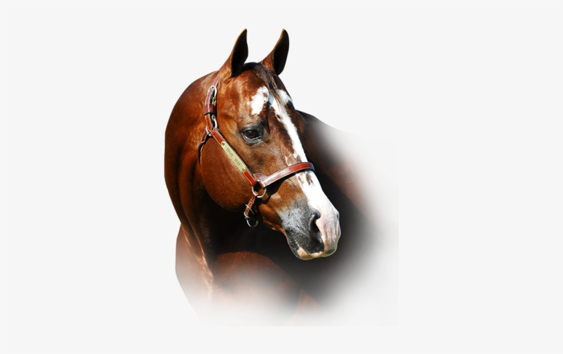 »congress Champions »apha And Nsba World Champion Sire - Sorrel, transparent png #419704