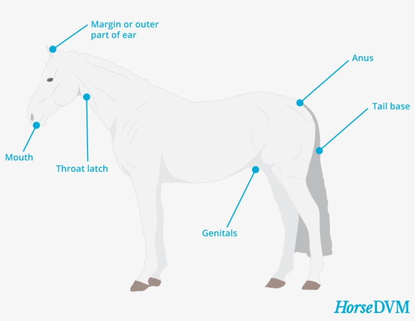 Melanomas - Lymphoma Horses, transparent png #419729