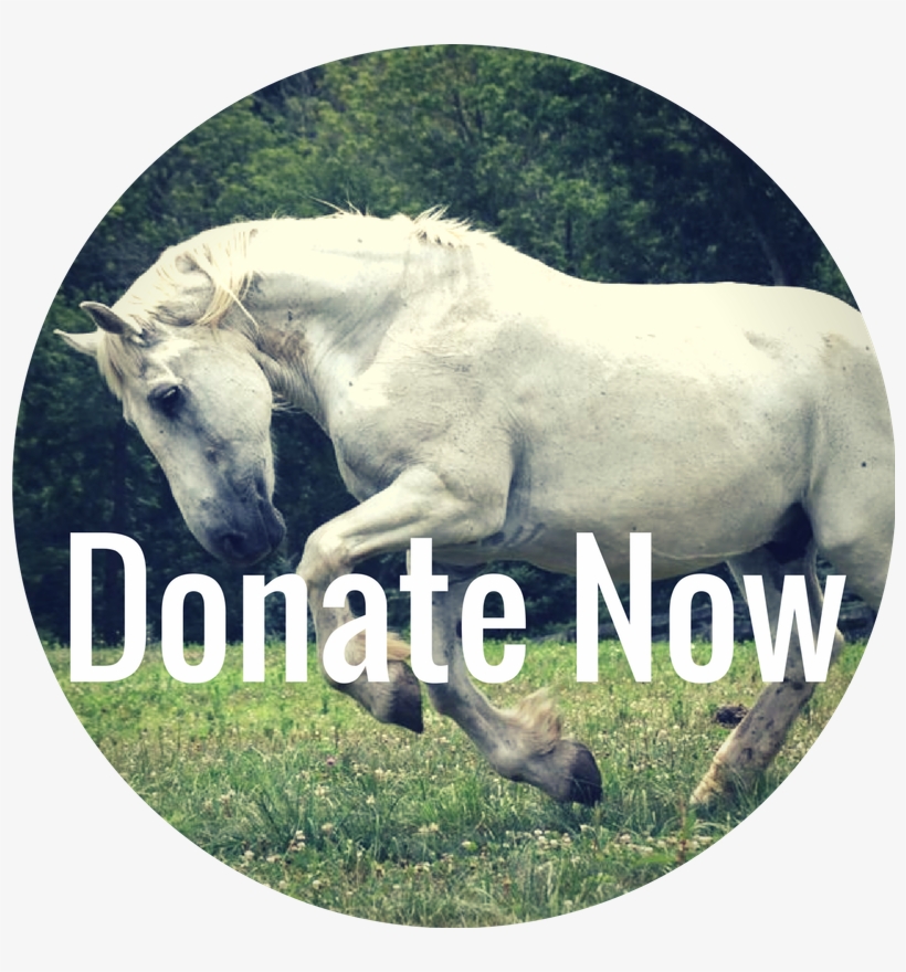 Donate Now - Stallion, transparent png #419755