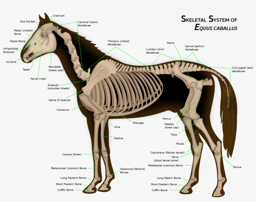 File - Horse Anatomy - Svg - Animal Physiology And Morphology, transparent png #419996