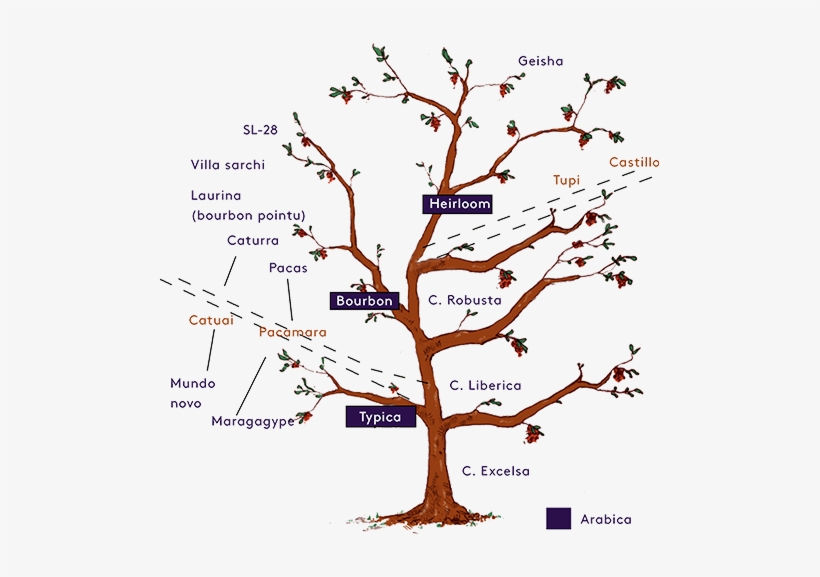 Varietals Diagram - Twig, transparent png #4100349