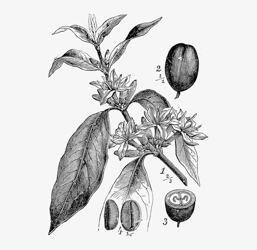 Ii - - Coffee Plant Botanical Drawing, transparent png #4100643