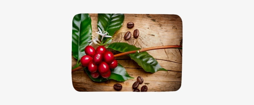 Red Coffee Beans On A Branch Of Coffee Tree Bath Mat - 12 K Cups Of Panama Fst Gesha Coffee, transparent png #4100854