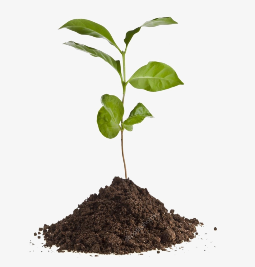 Depositphotos 13839825 Stock Photo Coffee Plant Seedling - Nerium Cool, transparent png #4100880