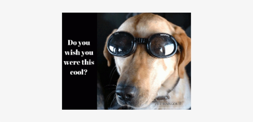 Dogs In Helicopters; Compact Disc; Primary Artist -, transparent png #4101686