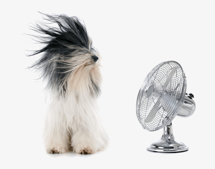 Dog Fans Keeping Dogs Cool In The Heat And Prevent - Cool Down Dog, transparent png #4101766