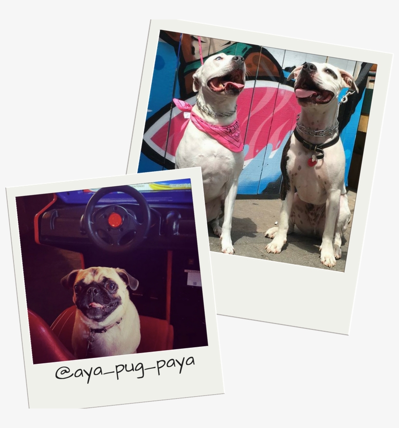 Dog Friendly Bars In Nc - Pug, transparent png #4102424