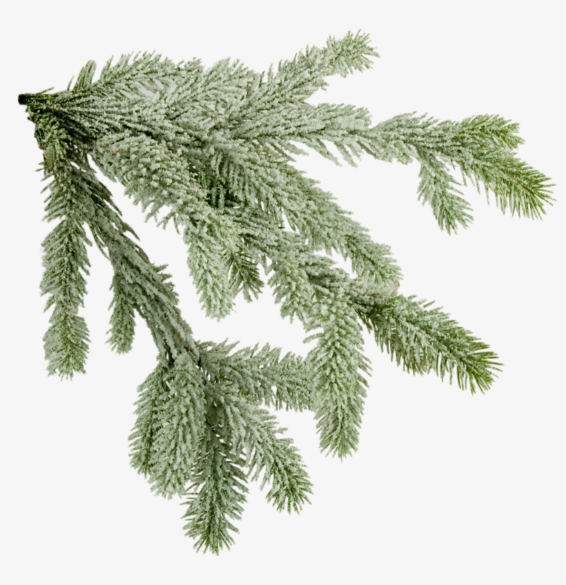 Pine Tree Branch Png Download - X Mas Tree Branch, transparent png #4102745