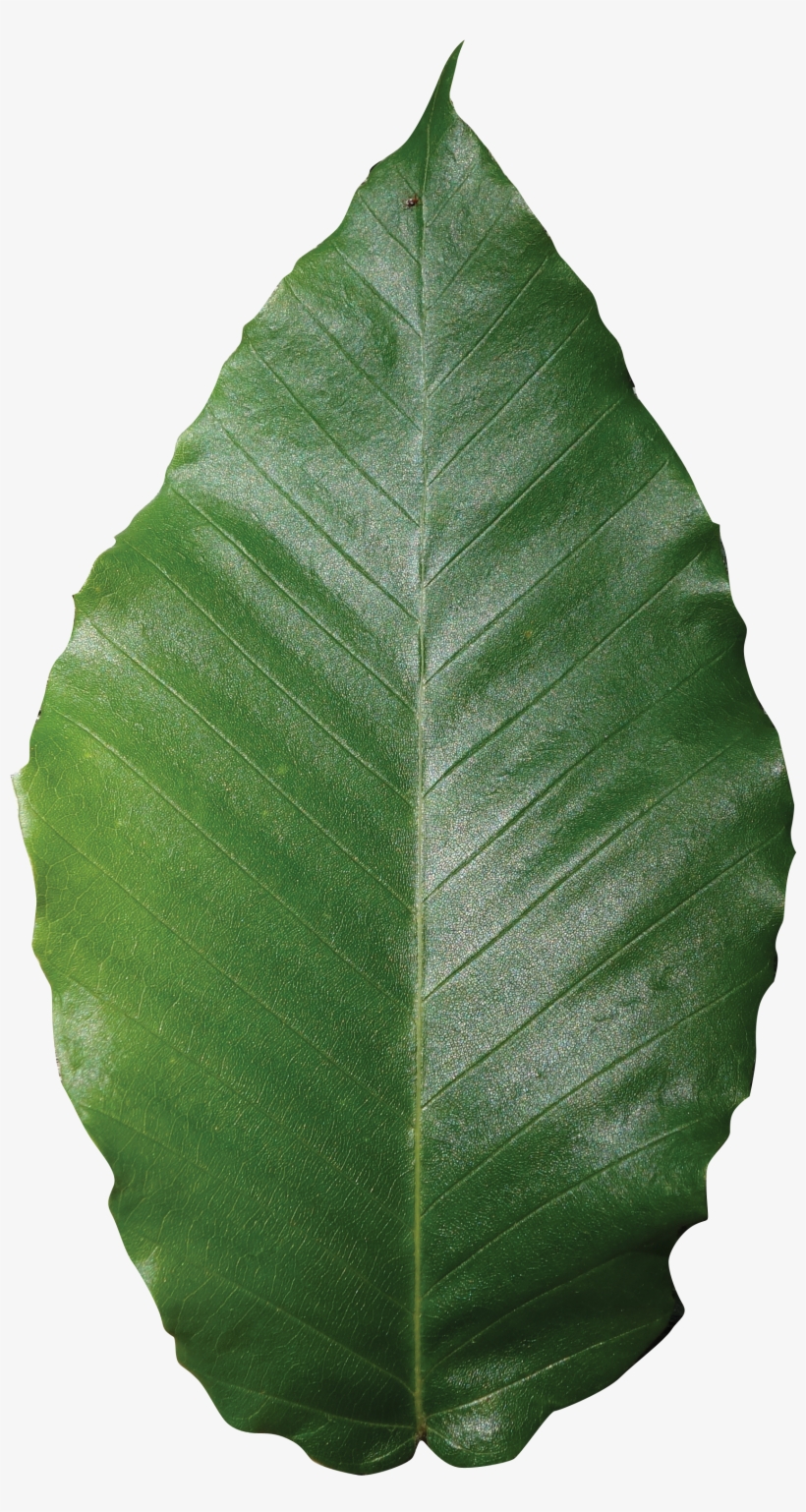 American Beech Friends Of The Louisiana State Arboretum - Orange Fruit Leaf Png, transparent png #4102746