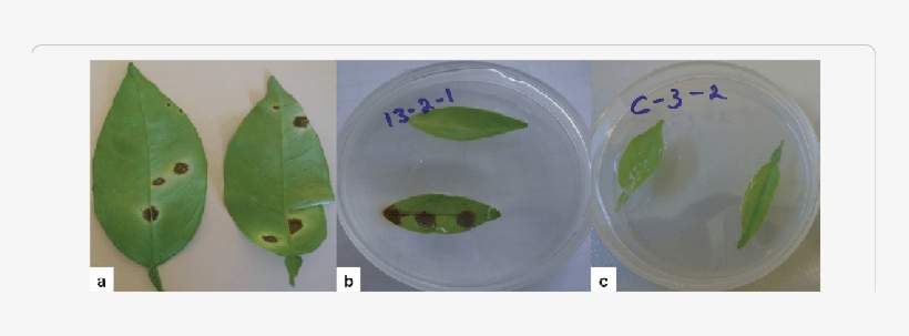 Pathogenic Behaviour Of The Tested Isolates Of Colletotrichum - Plant Pathology, transparent png #4102799