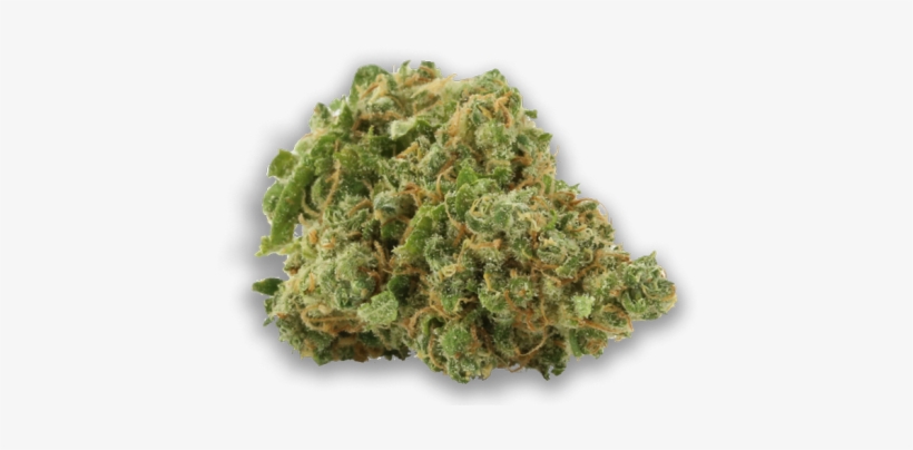 Conspiracy Kush - Cannabis Sativa, transparent png #4103106