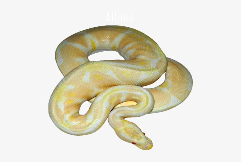 Https - Reptile, transparent png #4103805