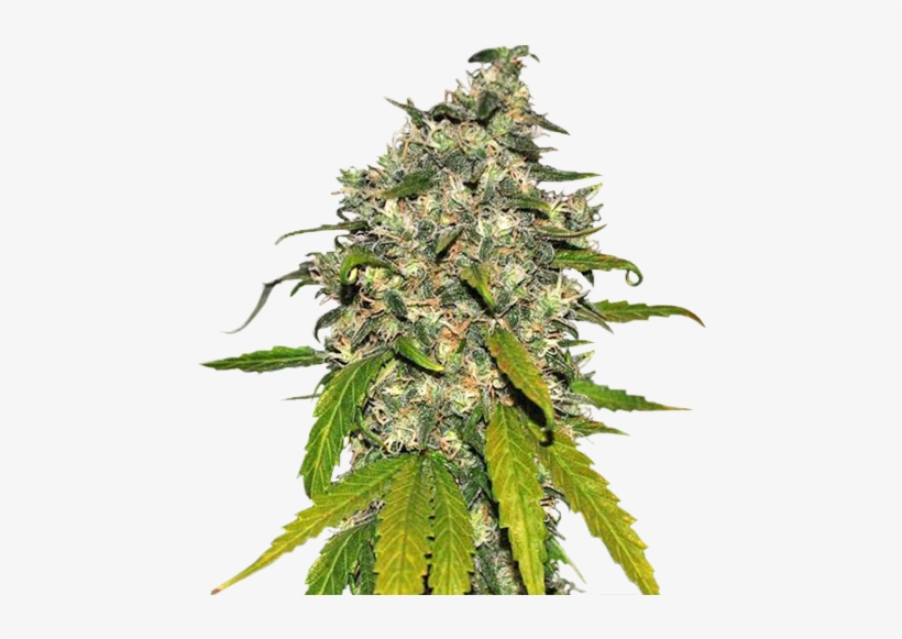 Taste Quality Varieties Auto Ak - Super Skunk Sweet Seeds, transparent png #4103901