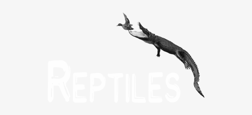 Reptiles - Reptile, transparent png #4104009