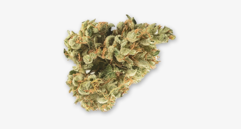 Bg Chem Dawg - Liverwort, transparent png #4104098