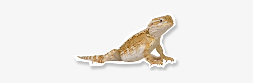 Scaley Mates - Heinemann Queensland Science Project - Middle Years, transparent png #4104121