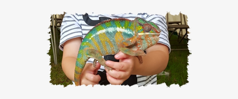 Reptiles - Common Chameleon, transparent png #4104871