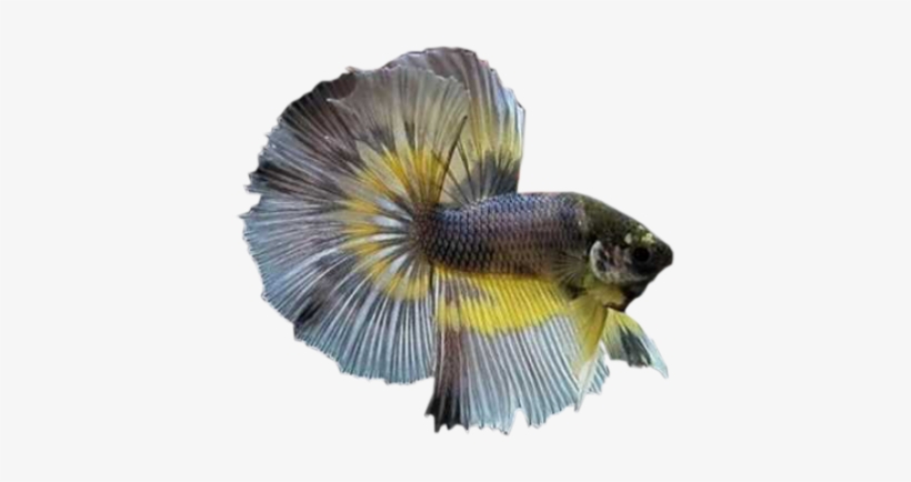 Clic Para Agrandar Imagen - Fighter Fish, transparent png #4105266