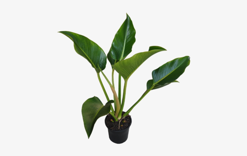 Philodendron 'congo' - Philodendron Congo, transparent png #4105268