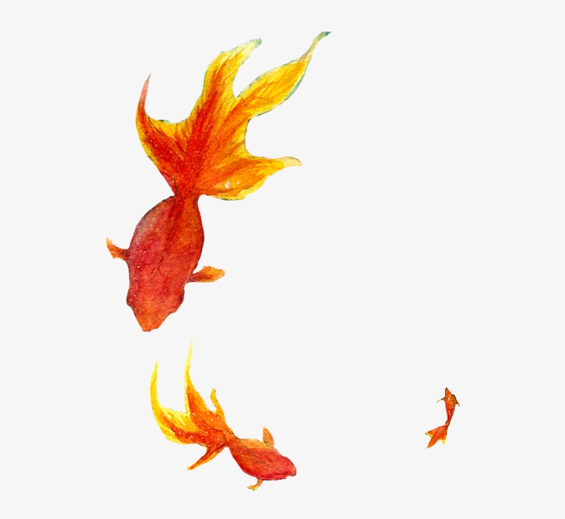 Png Peces - Goldfish, transparent png #4105271