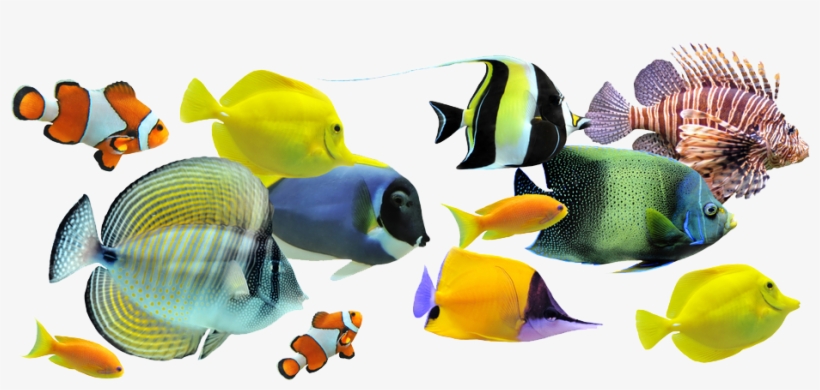 Peces - Ccea Gcse Single Award Science, transparent png #4105299