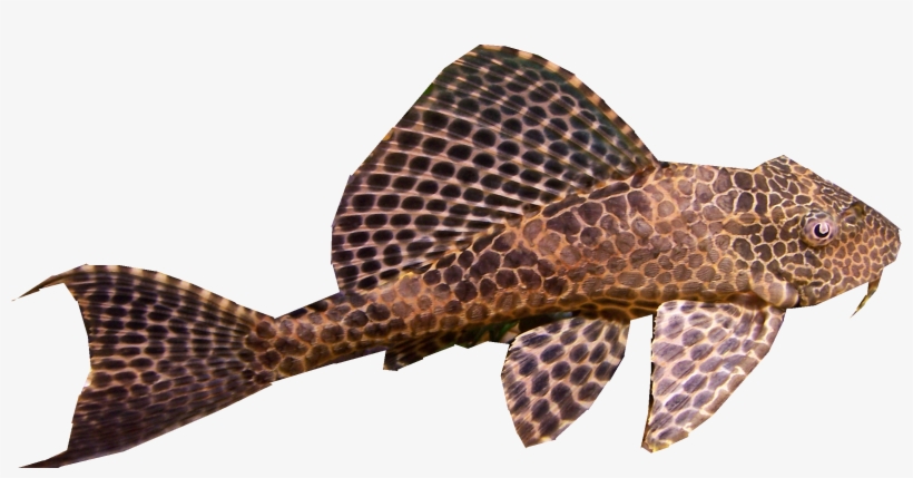 Fw - Nt Labs Algae Gone Aquarium Treatment #4 100ml, transparent png #4105326