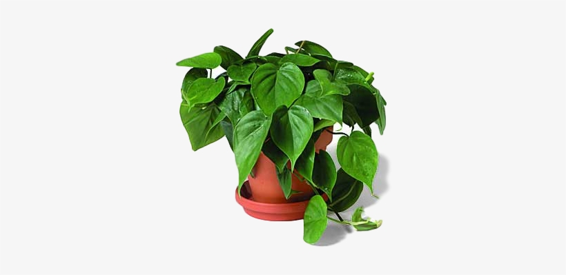 The Good Ole' Philodendron - Philodendron Definition, transparent png #4105404