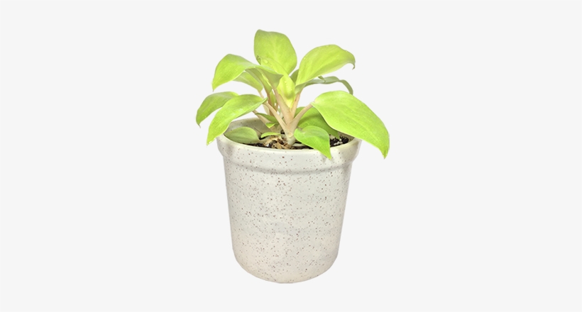 Philodendron - Flowerpot, transparent png #4105460