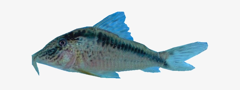 Fw - Okra Peji, transparent png #4105461