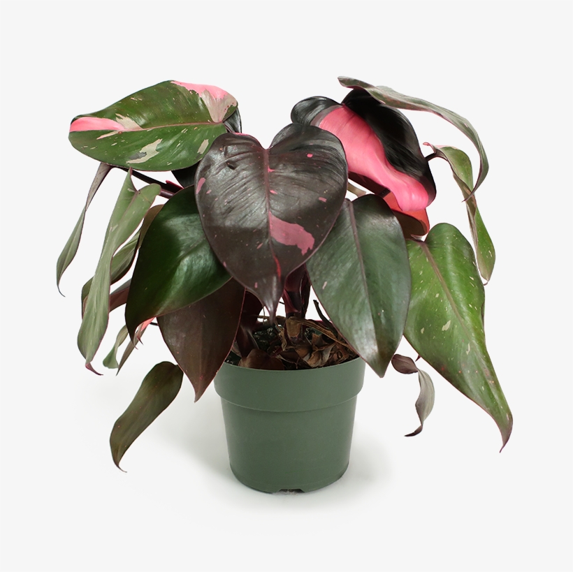 Philodendron Pink Princess Small - 2018 Wish List Birthday, transparent png #4105463
