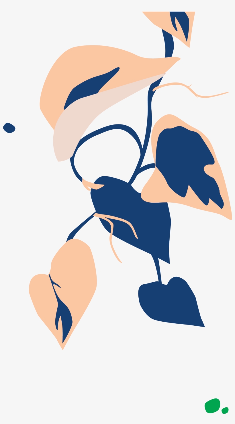 Bloomscape Philodendron Brasil - Philodendron Hederaceum, transparent png #4105488