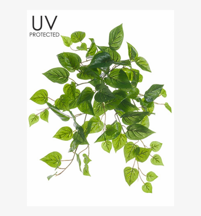 19" Uv Protected Philodendron Bush Green - 19" Uv Protected Philodendron Bush Green (pack, transparent png #4105516