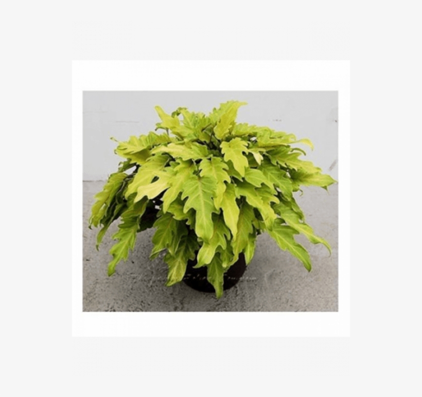 Philodendron Xanadu Golden Yellow Color Plant With - Philodendron Xanadu Gold, transparent png #4105522