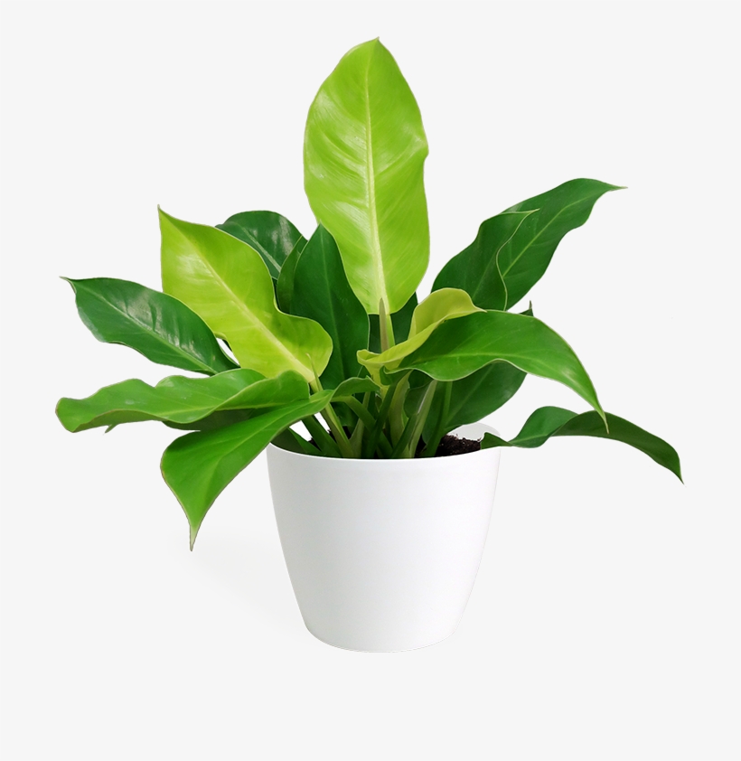 Philodendron Imperial Green Small - Philodendron, transparent png #4105552