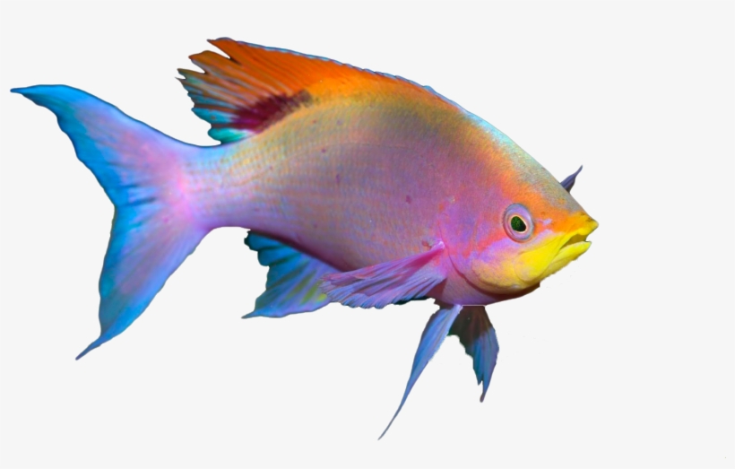 Amazing Cozumel Race® - Pomacentridae, transparent png #4105553
