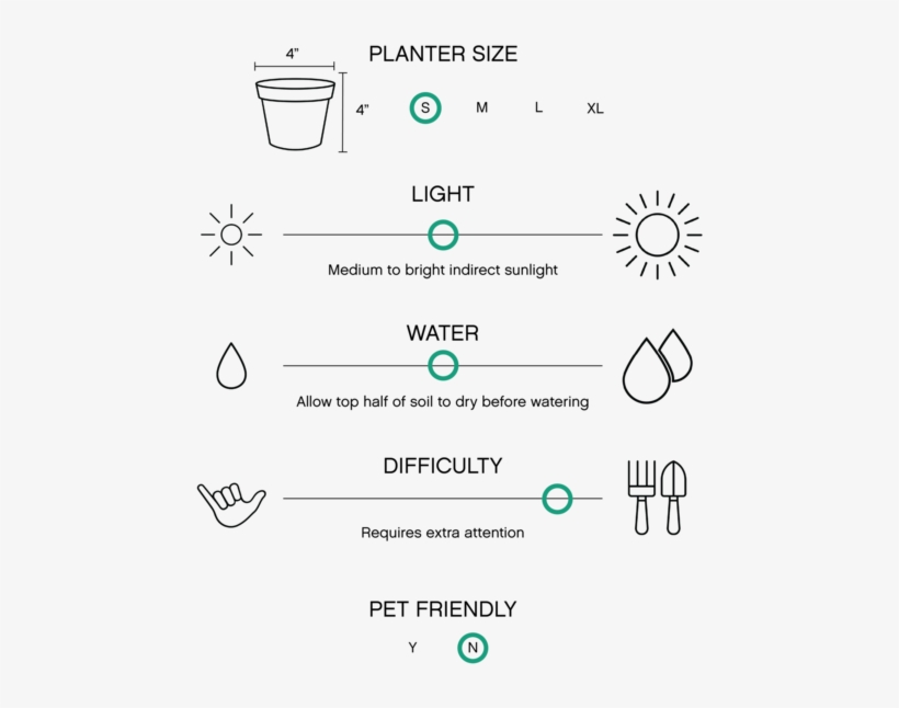 Calathea Rattlesnake Plant - Garden Croton, transparent png #4105667