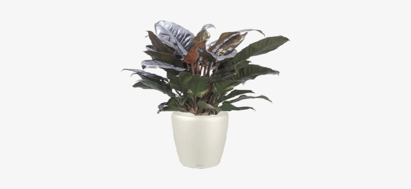 Philodendron Imperial Red, transparent png #4105692