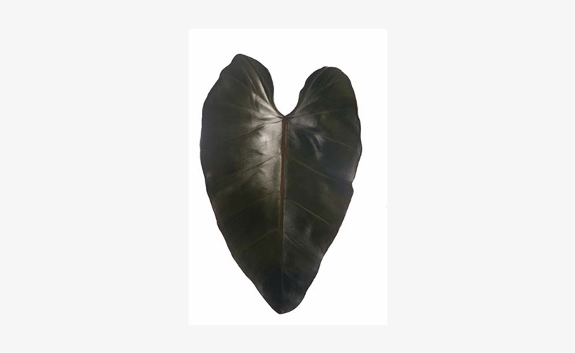 Philodendronsanguineum - Throw Pillow, transparent png #4105742