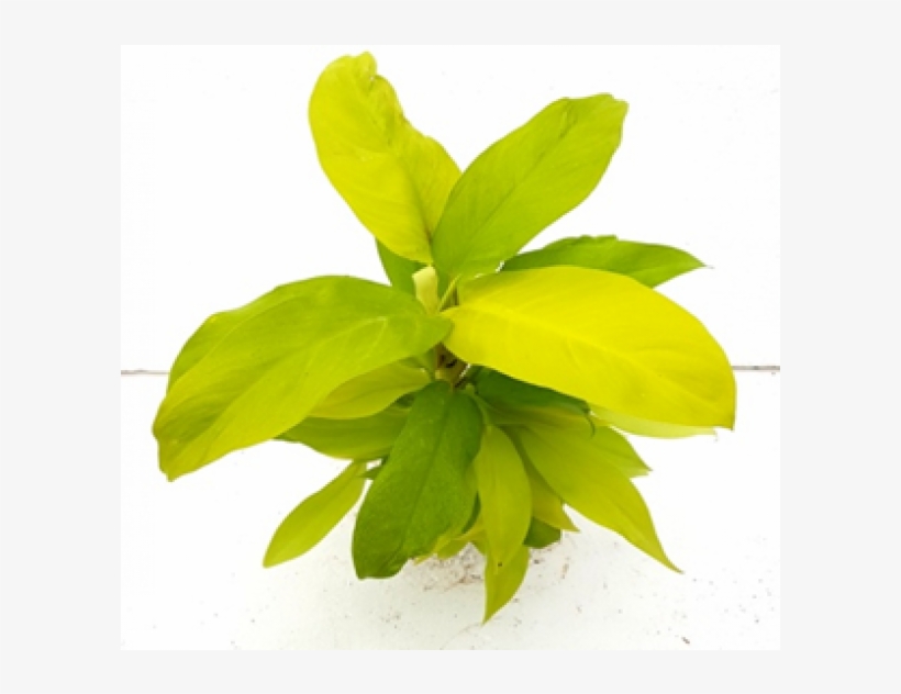 Philodendron Ceylon Gold Yellow Color Plant - Philodendron Ceylon Gold, transparent png #4105744