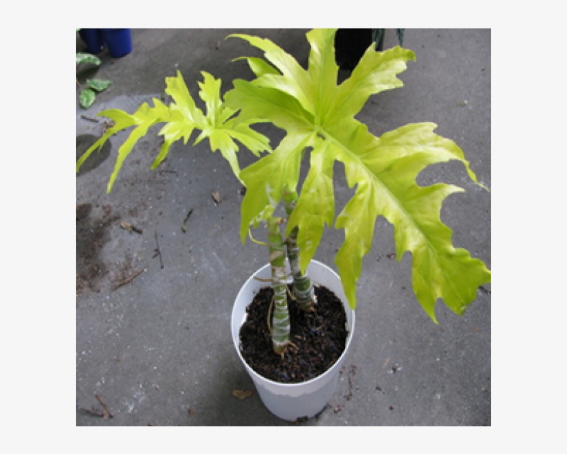 Philodendron Selloum Gold Yellow Color Plant - Philodendron Selloum Gold, transparent png #4105798