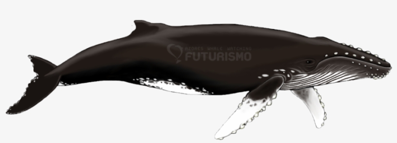 Humpback Whale, transparent png #4105826